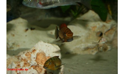 Tropheus golden kazumba